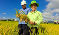 Giống lúa mới của ThaiBinh Seed tạo sức hút khi đến với xứ sở hoa vàng