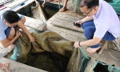 Nuôi cá lồng dưới hồ thủy điện, có cả cá quý hiếm, nông dân Bắc Mê ở Hà Giang nhà nào nuôi là khá giả