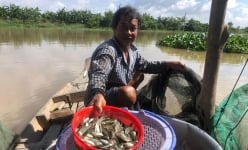 Mùa nước nổi miền Tây, một loài cá đặc sản đầu nguồn ở Long An càng to bán càng rẻ, đó là loài cá gì?
