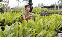 Chuối cảnh trổ hoa bốn màu, màu lá lạ ở Đồng Tháp 'trình làng' dịp Tết Nguyên đán