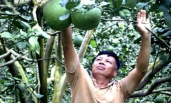 Tỷ phú nông dân ở Khánh Hòa chỉ trồng cây gì mà tích cóp gia sản 40 tỷ, mỗi năm thu nhập 1 tỷ?