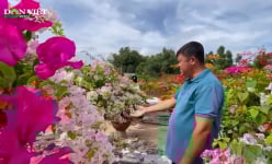 Trồng hoa giấy, nông dân Đồng Nai thu nhập tiền tỷ mỗi năm 