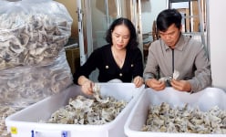 Nghề nuôi chim tiền tỷ nở rộ ở Gia Lai, vì sao khu đông dân cư chim yến về nhiều hơn vùng vắng vẻ?
