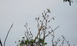 Chuyện lạ Trà Vinh: Hàng nghìn con chim trú ngụ trong ngôi chùa cổ 300 năm