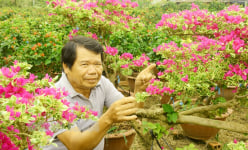 Trồng loại cây cảnh hoa bung nở như suối có xuất xứ từ Brazil, ở nơi này của Bến Tre nhà nào trồng là giàu