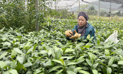 Đến khổ, cây quế giống 'quá lứa lỡ thì' đếm không xuể, bán không ai mua, nông dân nơi này ở Lào Cai lo lắm