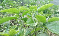 Cây mọc dại vô tội vạ được ví là nhân sâm rừng, rất sẵn ở Việt Nam, 200.000đ/kg