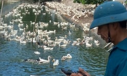 Một ông nông dân Nghệ An nuôi vịt kiểu gì mà thu tiền tỷ, lại còn làm được thương hiệu có tiếng?