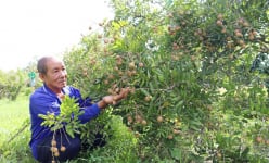 Một nơi ở An Giang, nông dân trồng nhãn kiểu gì mà cây thấp tè đã ra trái quá trời, bẻ là bán được hết