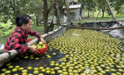 Loại quả này trồng ở Hà Tĩnh, muốn ăn ngon cả làng khen sao phải ngâm nước 3-4 ngày?