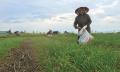 Hành tăm, thứ củ thơm lừng nhà nào cũng mê, dân nơi này của Nghệ An trồng nhàn mà lãi gấp nhiều lần cấy lúa