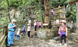 Chuyện lạ Ninh Bình, một cây cổ thụ chùa Bích Động mỗi khi ra quả xếp hình giống như cái dĩa
