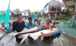 Đàn 'thủy quái' dưới sông Mê Kông do một đại gia đất Cần Thơ nuôi, nhiều người kéo đến xem trầm trồ