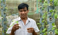 Kỳ lạ Hậu Giang: Anh nông dân trồng rau trên cột nhựa, vườn cây mọc nghiêng trên lưng trời, thu nhập 60 triệu đồng/tháng