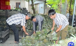 Loại quả ngon này ở Tiền Giang có giá bán cao chót vót, nhà nào bẻ trái bán đều trúng