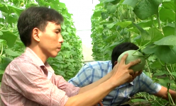 9X Tây Ninh mách cách trồng dưa lưới, trái đều tăm tắp, năng suất cao, thu nhập tiền tỷ/năm