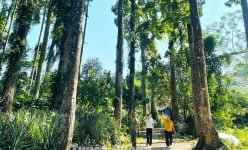 Ở Tuyên Quang có một khu rừng đẹp như phim, la liệt cây gỗ chò chỉ-thứ cây cổ thụ hình thù như mũi tên