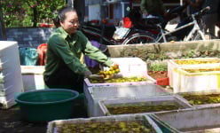 Ngủ chăn bông, ngâm nước 'đã đời', loại quả mọc từ các cây cổ thụ trăm tuổi ở Nghệ An là trái đặc sản