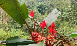 Đặc sản Phú Thọ có thứ hoa đỏ chót xưa rẻ bèo, nay ngon hơn thịt cá, trên cả mâm cao cỗ đầy