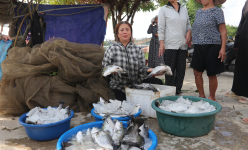Cá to bự nuôi lồng bè bỗng chết hàng chục tấn, dân nơi này ở Hà Tĩnh tay trắng sau khi ngủ dậy