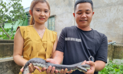 Chọn khởi nghiệp với nghề nuôi rắn ri voi, rắn ri cá, em gái miền Tây dễ dàng thu 800 triệu đồng/năm