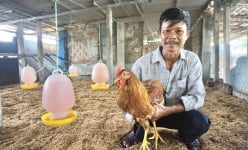Cán bộ, hội viên nông dân Đà Nẵng tham quan mô hình nuôi gà trên đệm lót sinh học dày