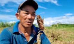 Ở Quảng Ngãi có một nghề rất độc đáo và lạ lẫm, không quá vất vả mà kiếm cả tiền triệu mỗi ngày