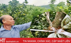 Nông dân Hà Tĩnh thả đàn kiến vàng vào vườn cam, kì lạ cây ít rụng quả, trái to, mọng nước