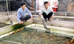 Nuôi lươn dày đặc, con nào cũng to bự, vàng ươm, anh nông dân Cần Thơ lãi hơn 500 triệu/năm