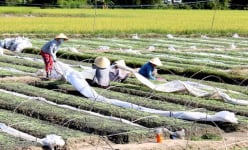 Tây Ninh tăng cường giảm nghèo thông tin tại các vùng biên giới, vùng có tỷ lệ hộ nghèo cao