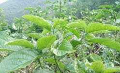 Loại cây rừng ở Phú Thọ, tên hơi khó đánh lưỡi, ai ngờ ngọn, lá làm rau ăn bổ, rễ cây là thuốc quý