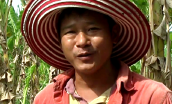 Trồng cây cho trái giàu dinh dưỡng, luộc ăn ngon gấp bội, trai làng Tây Ninh cắt bán thu tiền tỷ