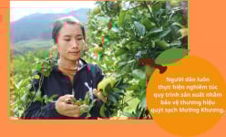 Hái loại quả thơm giàu vitamin C này bán, nhiều nhà ở một nơi của Lào Cai có của ăn của để