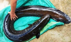 Loại cá ngon, bổ dưỡng là đặc sản ở một đầm nước nổi tiếng Bình Định đang nhân rộng sản phẩm OCOP