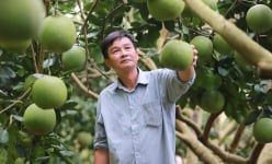 Hành trình từ đôi tay trắng thành 'tỷ phú bưởi da xanh' đất Tuyên Quang