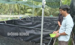 Nuôi dày đặc một con vật ham nước, anh nông dân Bến Tre tự trả lương cho mình 15-20 triệu/tháng