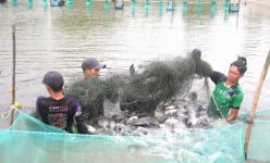 Nuôi một loại cá rô phi tên lạ ở Trà Vinh, dân kéo lưới bắt hàng tấn, toàn con to thế này