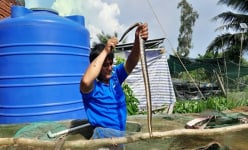 Nuôi thứ rắn hiền khô, chăm nhàn tênh, anh nông dân Hậu Giang hễ nói bán là hết sạch