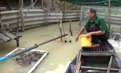Nắm bí quyết nuôi loài chim cụ kỵ của giống vịt nhà, ông nông dân tỉnh Long An giàu lên trông thấy