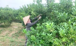 Đây là loại quả chua đang tăng giá kỷ lục ở Tuyên Quang, sao có người lo 'trồng vô tội vạ'?