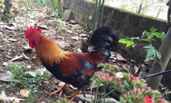 Gà nhiều cựa ở Phú Thọ là giống gà gì mà huyện Tân Sơn đang làm dự án cấp nhãn hiệu chứng nhận?