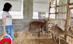Hoa quả trái vụ đã rõ, còn nuôi hươu lấy nhung trái vụ ở Nam Định là nuôi kiểu gì mà ai nghe cũng ham?
