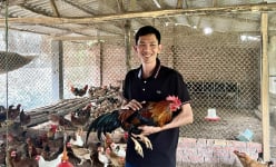 Một chàng nông dân Phú Thọ nuôi đàn gà chín cựa tiến vua trong truyền thuyết, doanh thu vài tỷ/năm