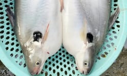 Cá vồ đém sông Vàm Nao ở An Giang là loài cá gì mà ngày càng hiếm, giá bán ngày càng cao?