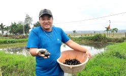 Chàng trai Quảng Trị nuôi con vật gì mà ví như “giấu” hàng trăm triệu dưới ao đất?