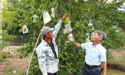 Cây đặc sản ra trái to bự, nông dân nơi này ở Cần Thơ hái bán, bao nhiêu thương lái cũng 'khuân' hết