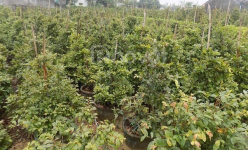 Vườn mai vàng chưng tết đẹp như phim ở một xã của  Vĩnh Long, nhà nào trồng là có của ăn của để