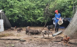 Nuôi con đặc sản ăn tạp, bán đắt như tôm tươi, một nông dân Quảng Nam đổi đời
