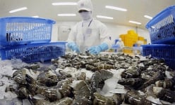 Tôm xuất khẩu phục hồi, thực phẩm Sao Ta ghi nhận doanh số tăng trưởng dương trong tháng 11
