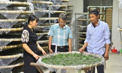 Diện tích trồng dâu nuôi tằm nhả tơ ngày càng tăng, tín hiệu tích cực cho ngành dâu tằm tơ